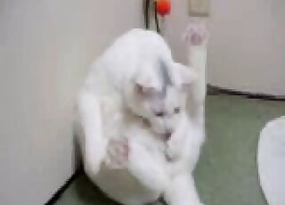 Solo white kitty masturbating with its hind legs raised high up