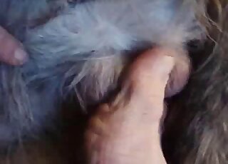 Zoophile lady using her toes to pleasure this animal's cock and balls