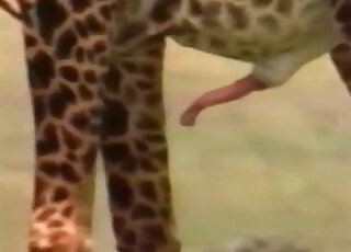 Giraffes end up fucking after long walk and we get to see closeups