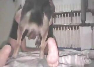Attractive lady finds a way to get fucked by a horny mutt on all fours