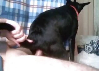 Black dog has to ride his cock in reverse cowgirl during the gape