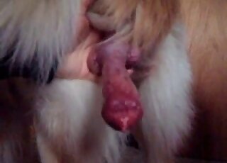 Sexy animal's big dick is being showcased by a horny zoophile guy
