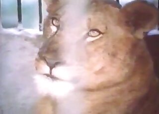 Sexy lion fucks a lioness in a passionate porn movie here in HD