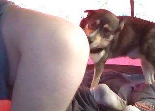 Firm-assed zoophile getting licked by a sexed-up dog on all fours