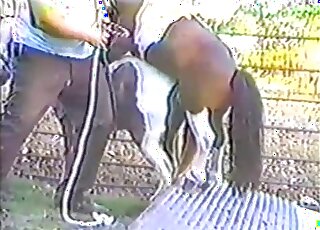 Brown pony fucks yet another pony in an outdoor zoo fuck movie in HQ
