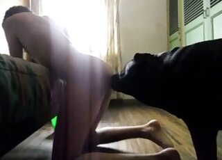 Amazing black dog fucking a small-assed zoophile while on all fours