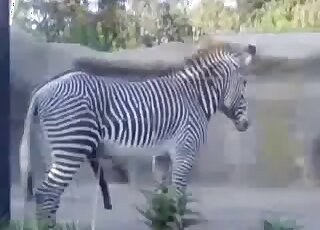 Zebra porn movie showing a hot beast that doesn't mind showing off
