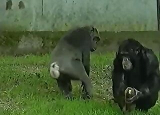 Outdoor fucking scene showing two apes that want to bang but can't