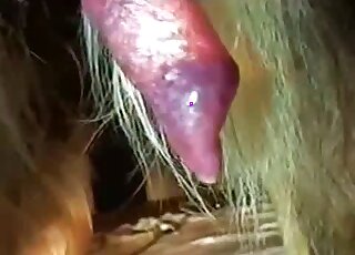 Close-up amateur video of a big dog cock while dripping semen