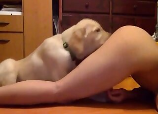 Cute Labrador provides kneeling teen chick with sloppy pussy licking