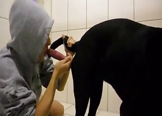Black Labrador gets sensual blowjob from hoodie wearing guy