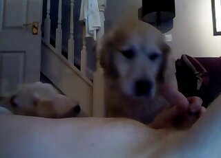 Webcam guy is using two Labrador dogs for threeway licking