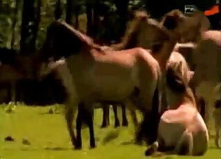 PMV animal sex compilation - Wild horses are crazy about hard fucking