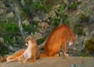 Educational video of two pumas having sex ritual before penetration