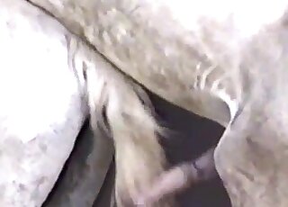Camera caught the moment of sexual intercourse between two horses