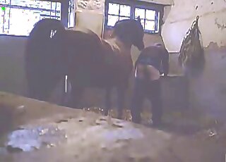 Young guy gets topped by a big horny horse in a stable