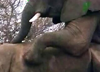 Aroused elephant is trying to bang a rhino in the African savanna