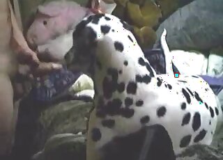 Beautiful Dalmatian is offered with stiff dick which he gladly licked
