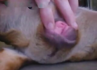 Close-up on female dog genitalia while it's getting gently rubbed