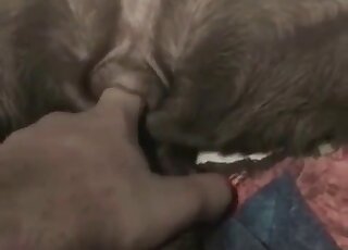 Amateur zoophiliac adores fingering the dog's privates