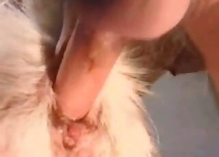 Goat anus gets slowly drilled by zoophiliac big stiff dick