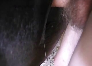 Close-up on horse pussy while it's getting pumped and creampied by man