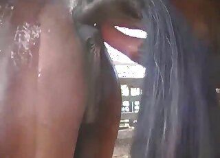 Zoo porn - Amateur camera documented sexual intercourse between horses
