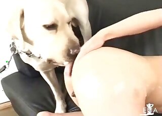 Small tits Oriental girl lets horny Labrador lick her ass