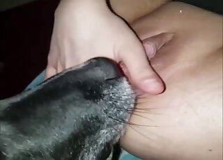 Cute black dog provides mistress with pussy and ass licking