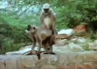 Camera films monkeys during doggy-style sex session
