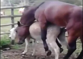 Animal gets vigorously drilled by giant horse cock on a farm