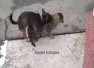 Animal porn - Aroused Chihuahua tries to bang a lazy cat