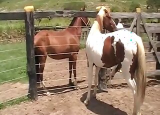 Amateur zoo sex - Cameraman films copulation seance between horses