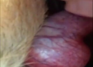 Amateur girl gives you close-up view while sucking off her pet dog