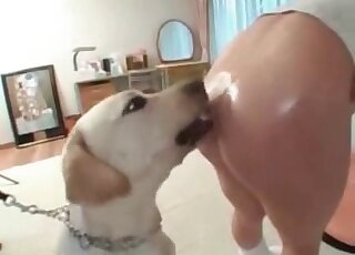 Japanese babe is about to get fucked by her dogs in zoo porn video