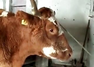 Zoophile slut gets fucked by a bull, while her boyfriend fucks her mouth