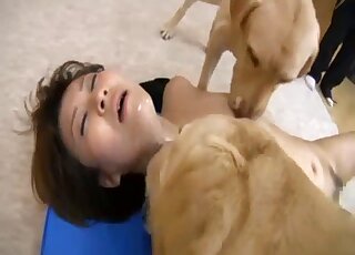 Young Asian gal is joined by white Labradors for licking zoo threesome