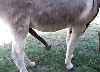 Amateur animal porn - Donkeys in heat get ready for copulation