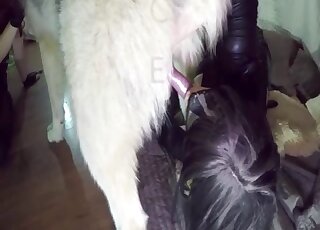 Wolf dog gets sensual cock sucking from masked MILF in fishnets