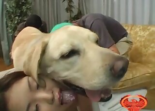 Lovely Asian gal has threeway zoo fun with Labradors in heat