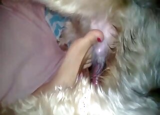 POV Terrier is trying to reach the girl's pussy for pounding