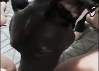 POV sweet black dog was curious to lick MILF pussy