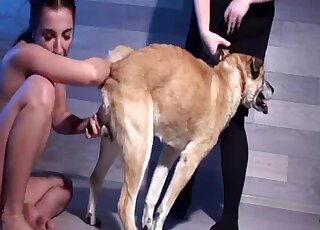 Busty brunette gal needs to lick dog pecker on camera