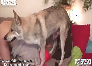Wolf dog has his swollen cock stuck in MILF pierced pussy