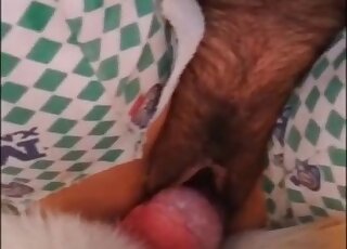 Close-up on hairy pussy while stuffed with dog's boner and creampie