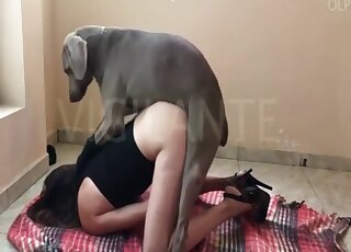 Masked teen girl tries to seduce gray hound into zoo fucking