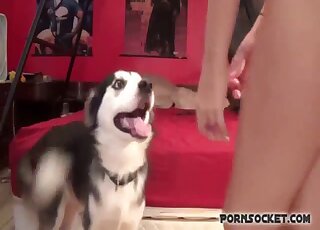 Nerdy girl with glasses gets zoo sex pleasure from cute Husky