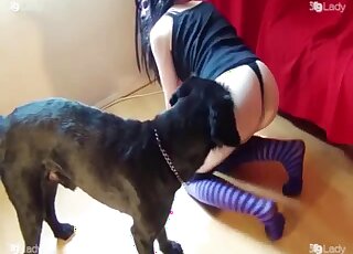 Big Terrier gets his fat cock treated with handjob by masked lady