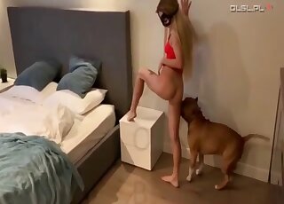 Blonde girl has oral and zoo banging fun with buffed Pit Bull