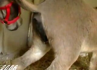 Amateur camera caught zoo copulation between donkeys in stable